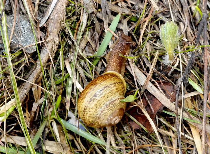 Gasteropode della Val Varaita - CN